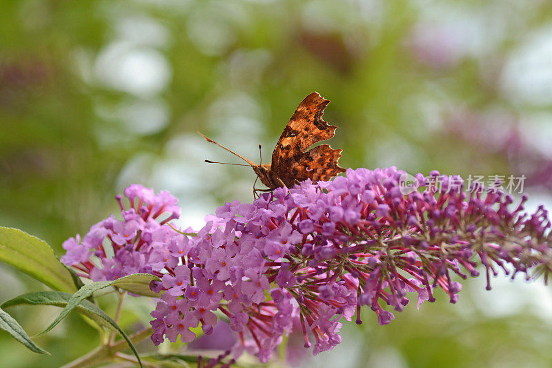 polygonia c-album